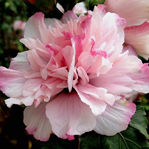 sm Hibiscus Hibiscus syriacus DS04PS (Peppermint Smoothie™ Althea)