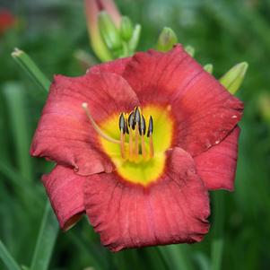 Hemerocallis Hemerocallis x SPd 06-12 (Jamaica Sunrise™)
