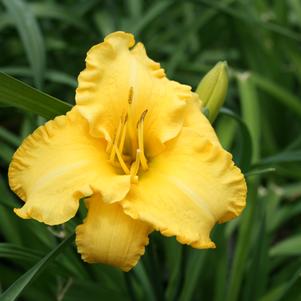 Hemerocallis Hemerocallis x SPd 06-16 (Key Largo Moon™)