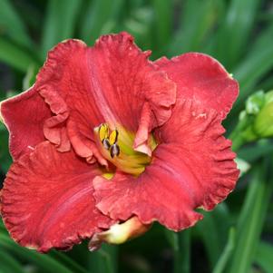 Hemerocallis Hemerocallis x SPd 06-11 (Aruba Red™)