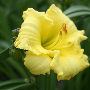 Hemerocallis Hemerocallis x SPd 06-13 (Montego Melon™)