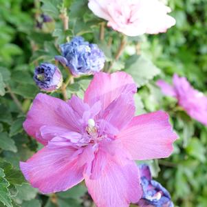 sm Hibiscus Hibiscus syriacus DS01BS/DS04PS/DS03RS (Smoothie Fusion™ Althea)