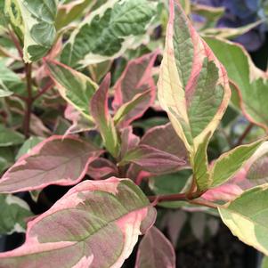 Cornus Cornus alba Staltouch (Touch of Elegance™ Dogwood)