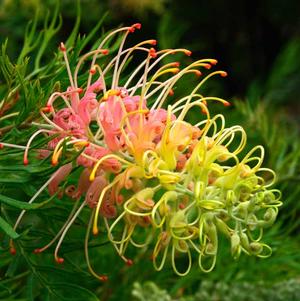 Grevillea Grevillea Peaches and Cream (Peaches and Cream Grevillea)