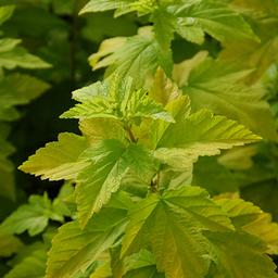 Physocarpus Physocarpus opulifolius Podaras 3 (Lemon Candy Ninebark)