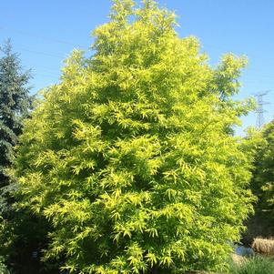 Salix Salix sachalinensis Golden Sunshine (Golden Sunshine Willow)