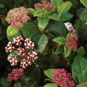 Viburnum Viburnum tinus Lisarose (Shades of Pink Viburnum)