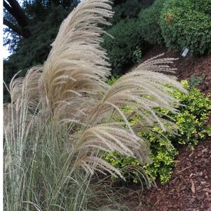 Miscanthus Miscanthus sinensis Huron Sunrise (Huron Sunrise Maiden Grass)