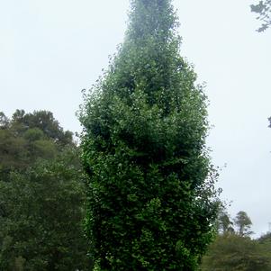 Ginkgo Ginkgo biloba JN9 (Sky Tower™ Ginkgo)