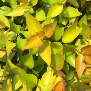 Abelia Abelia x grandiflora Gretol (Twist of Lemon™ Abelia)