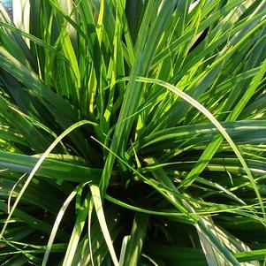 Carex Carex oshimensis Everdi (Evercolor® Everdi Carex)