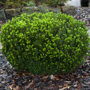Buxus Buxus microphylla var. japonica Gregem (Baby Gem™ Boxwood)