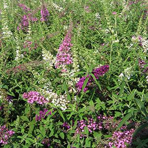 Buddleia Buddleia davidii Grefoj (Fourth of July Butterfly Bush)
